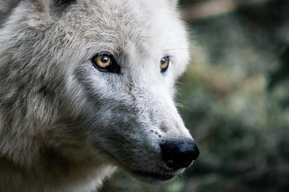 Dogs that look like wolves: Breeds that Retained the Appearance of Wild Ancestors