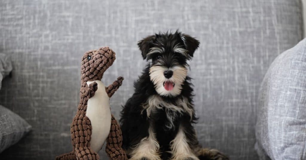 Top 5 Indestructible Squeaky Dog Toys
