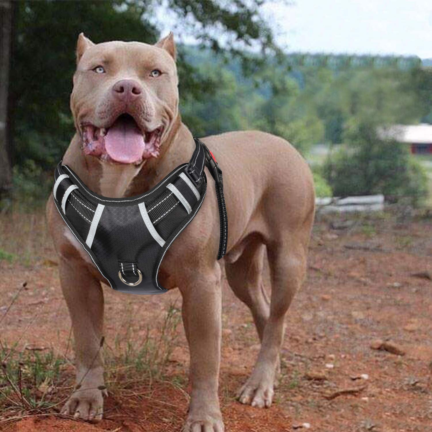 BABYLTRL Big Dog Harness