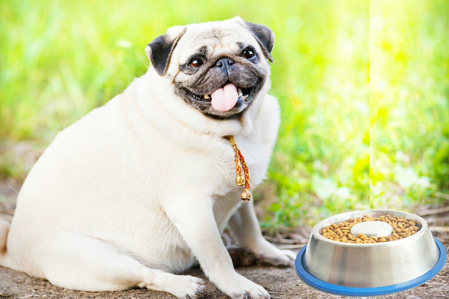 Mr. Peanut's Slow-Feed Stainless Steel Dog Bowl