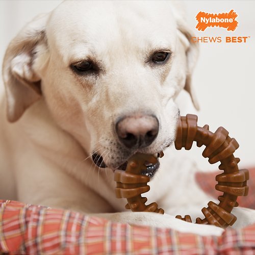 Nylabone Dura Chew Textured Ring