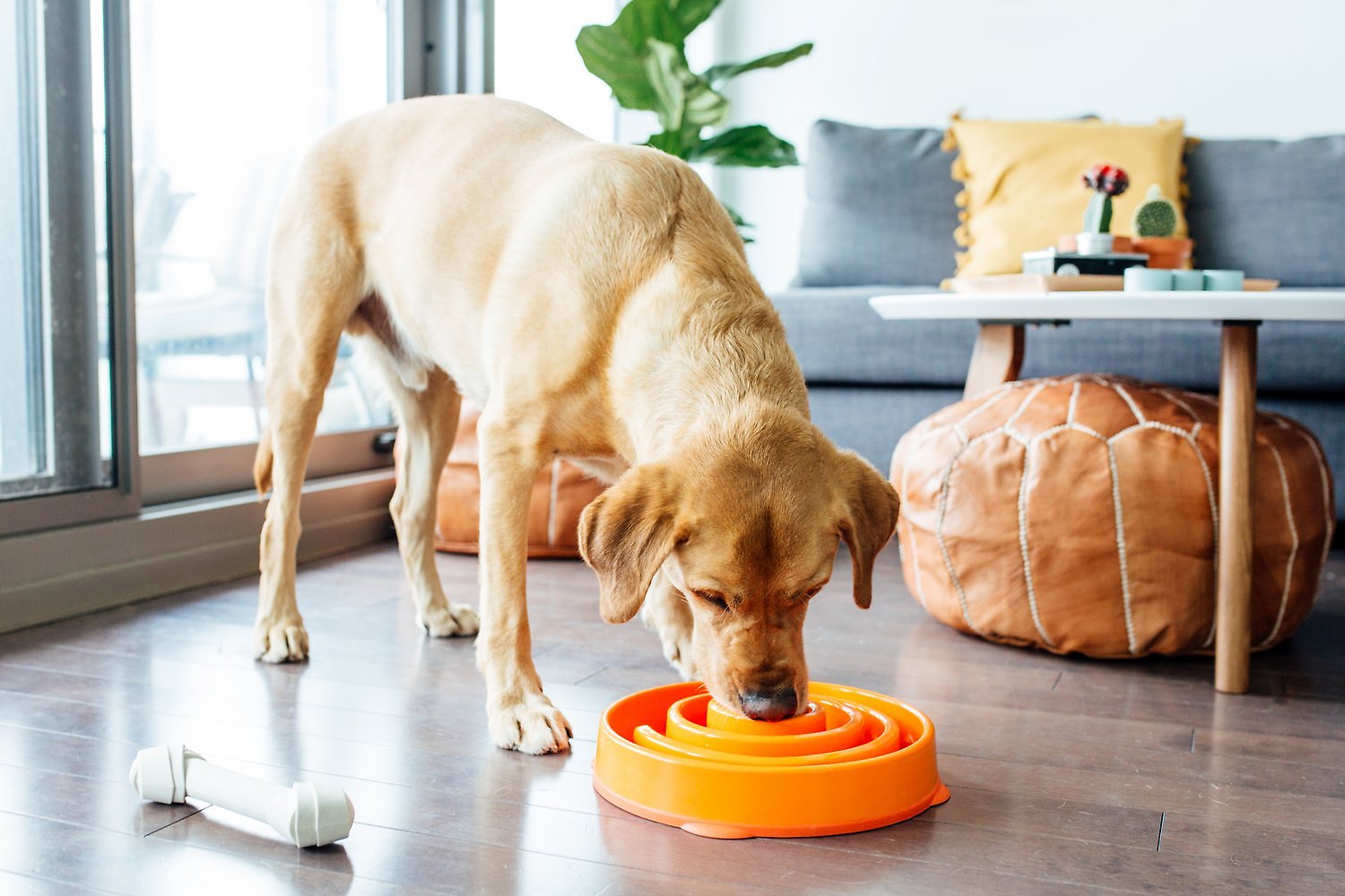 Outward Hound Fun Feeder Interactive Dog Bowl