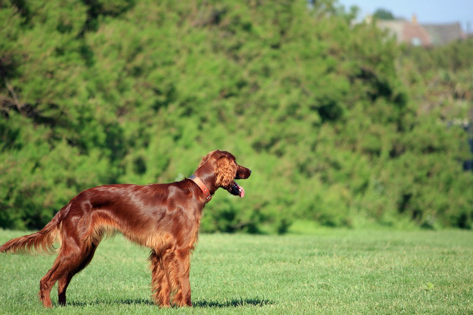 Irish Setter