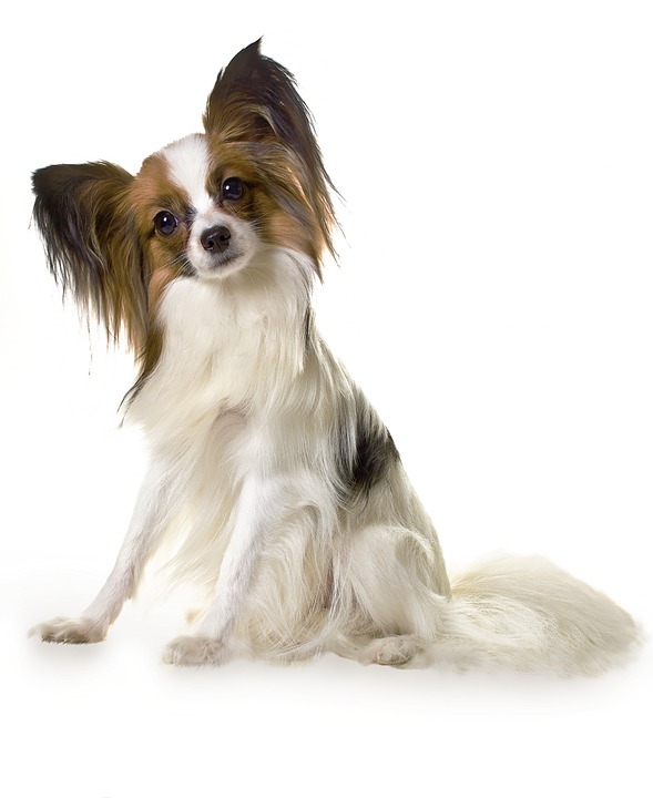 Papillion