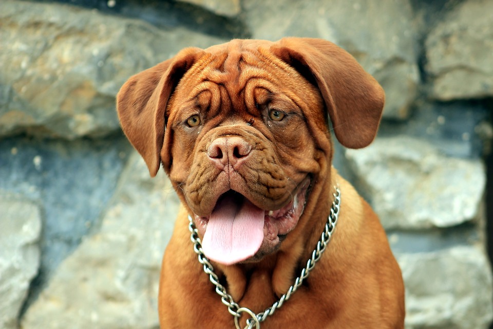 Mastiff