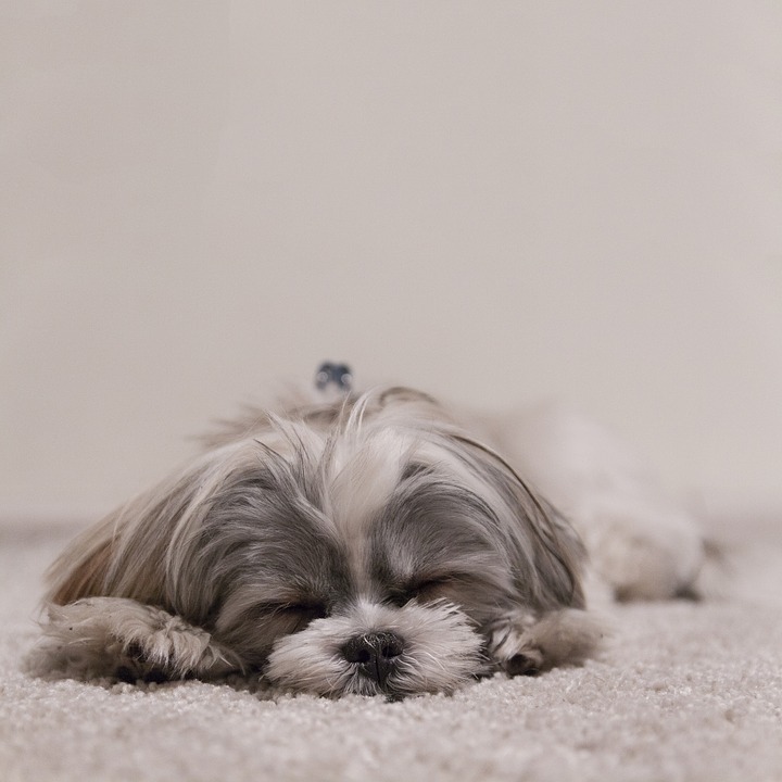 Shih Tzu