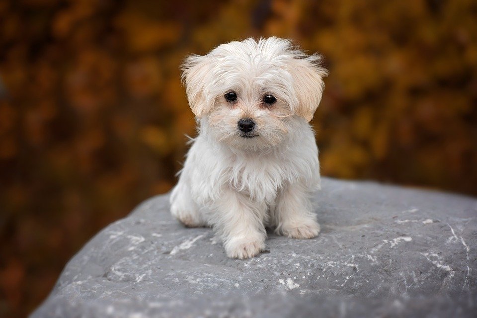 Maltese