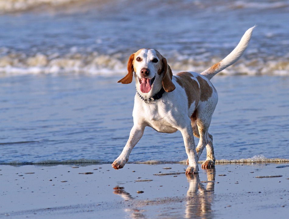 Beagle
