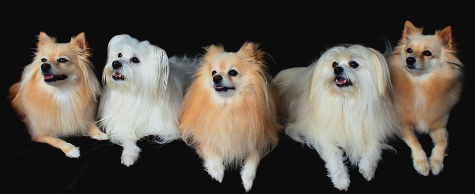 The Most Beautiful Dog Breeds: Parade of Beauty