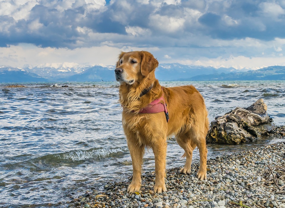 Golden Retriever