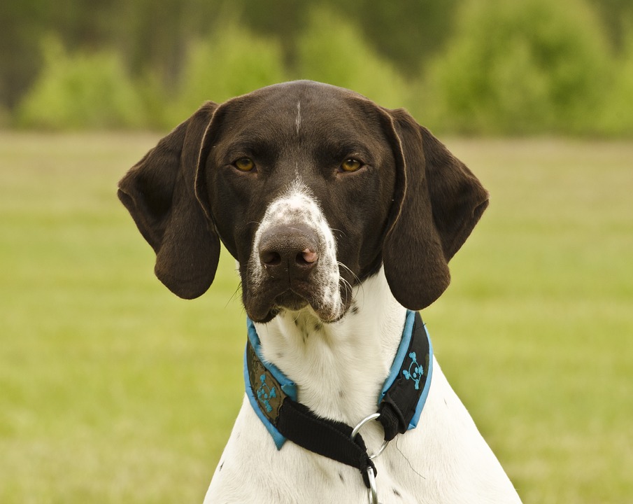 German shorthaired pointer