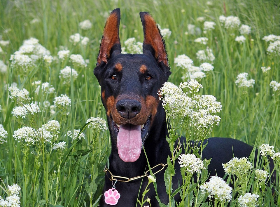 Doberman