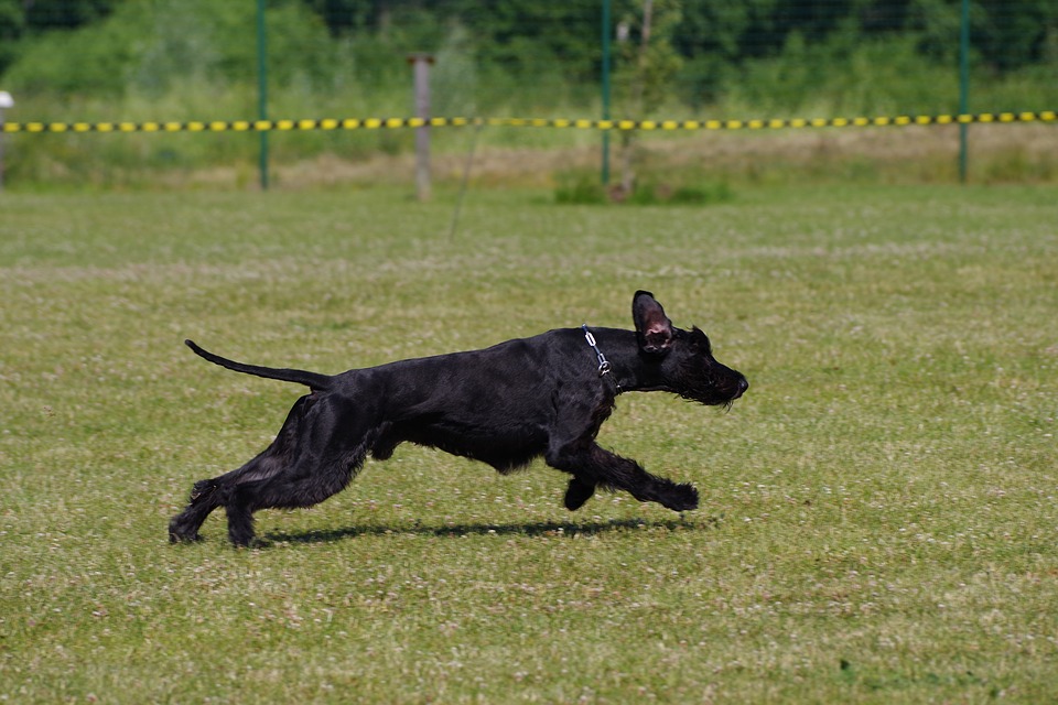 Giant schnauzer