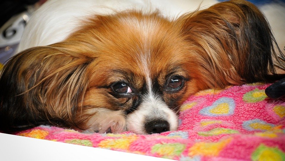 Papillon (Continental Toy Spaniel)