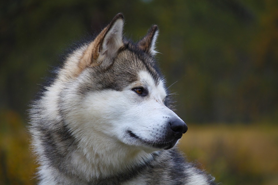 Alaskan Malamute