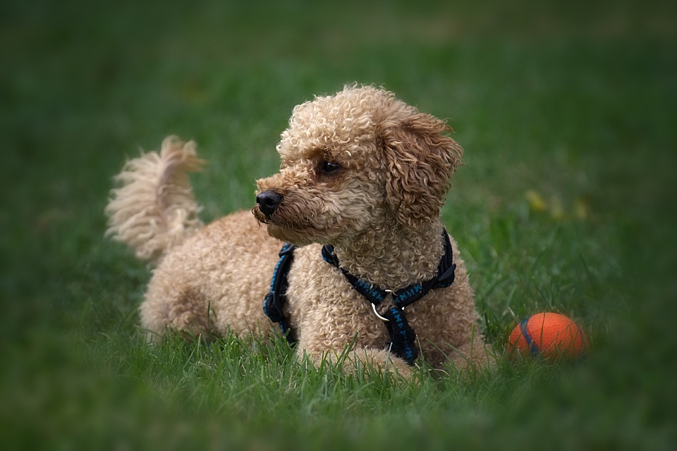 Poodle