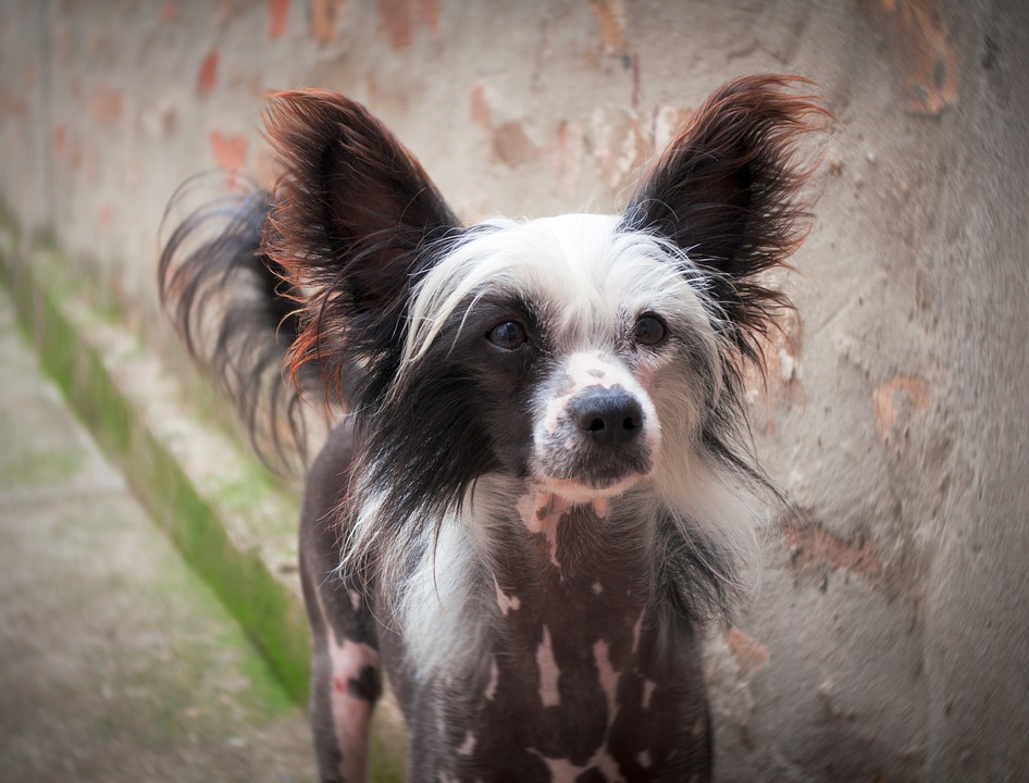 Non-shedding Dog Breeds