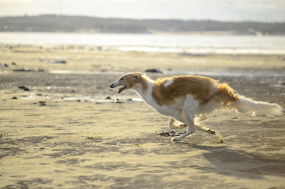 Russian Hunting Sighthound (Borzoi)