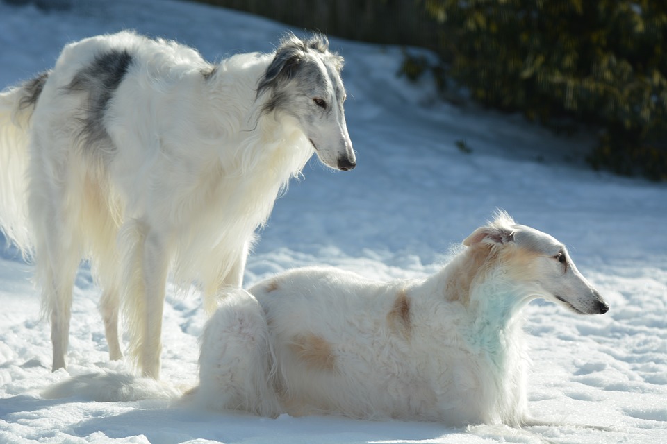 Wolfhound