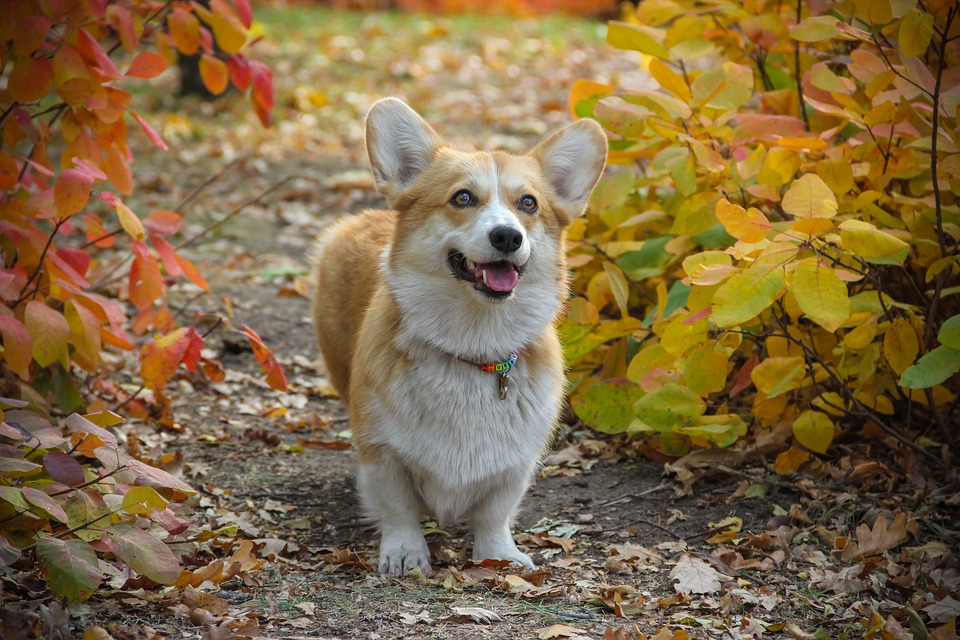 Welsh Corgi