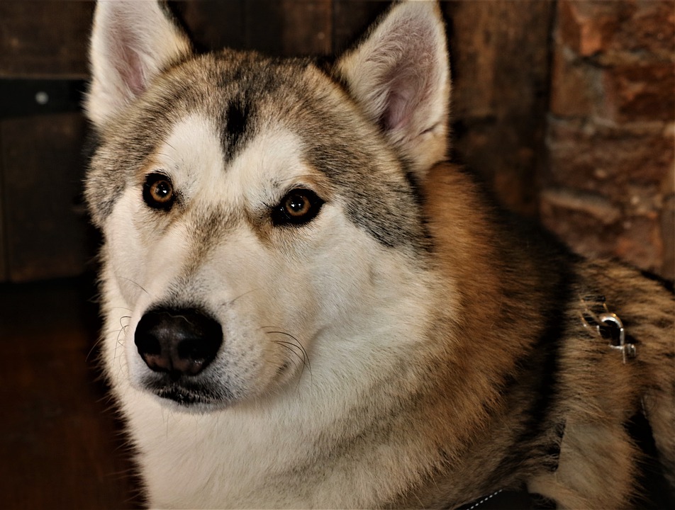 Tamaskan Dog