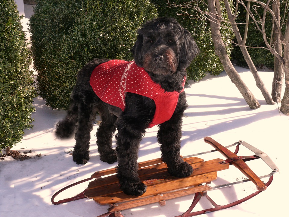 Portuguese Water Dog