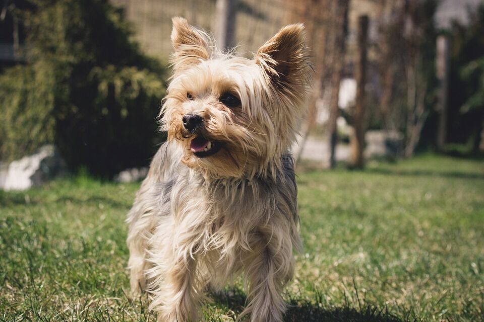 Yorkshire Terrier