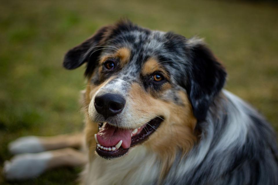 Australian Shepherd Dog