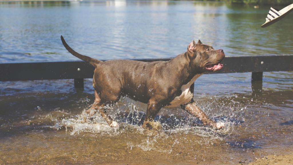 Best Indestructible Dog Toys For Pit Bulls