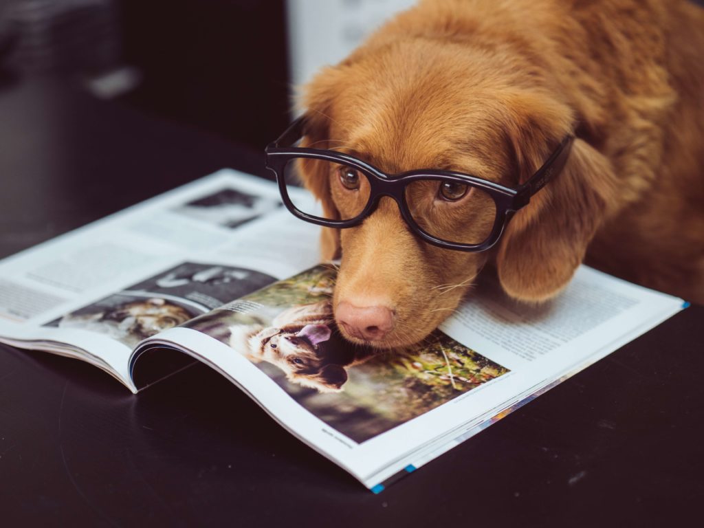 Smart Dog Stuff