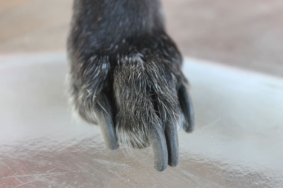 How to trim dog nails