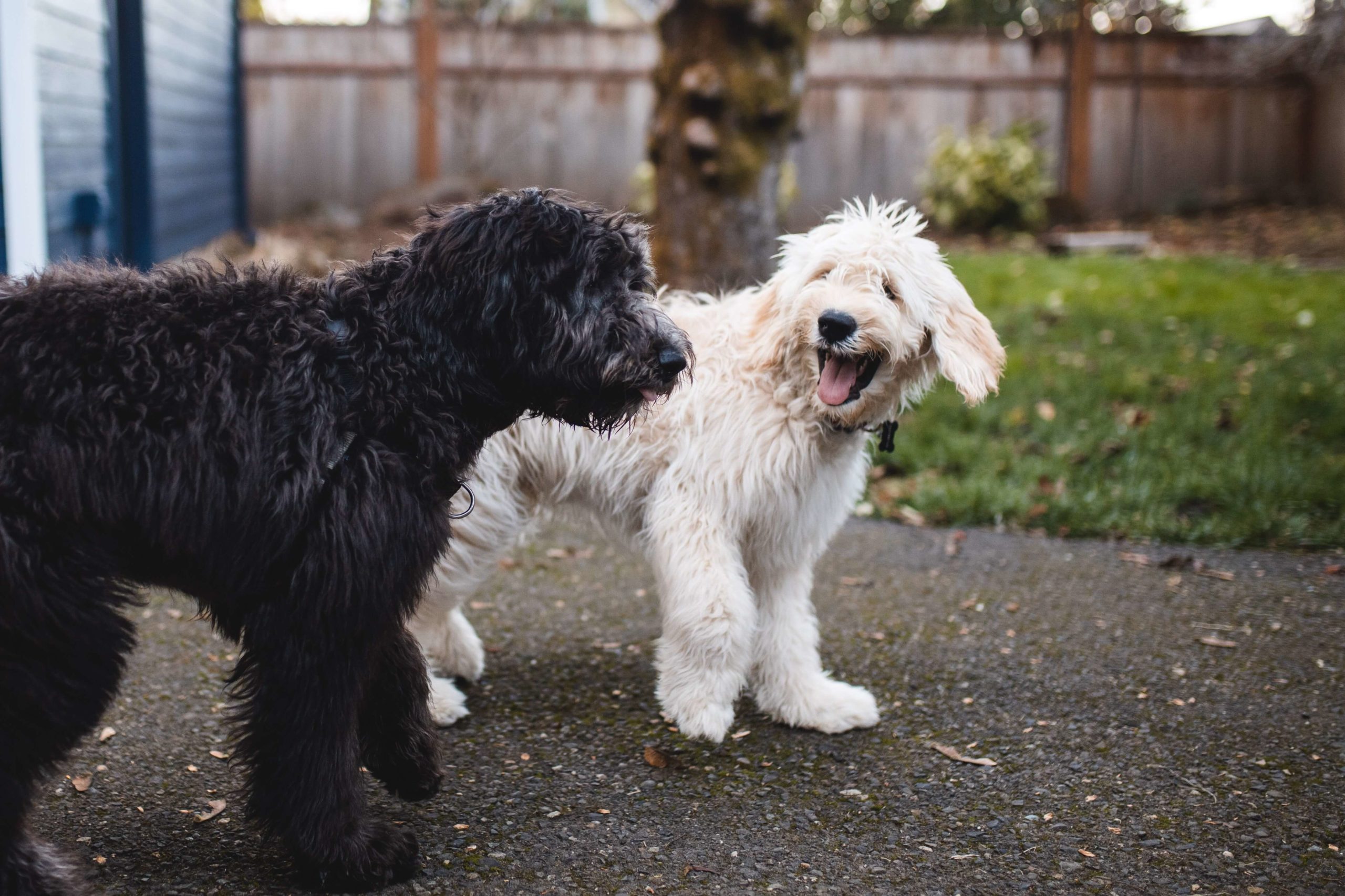 Why Do Dogs Eat Poop and How to Stop It