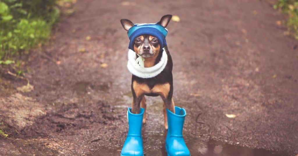 Best Dog Boots