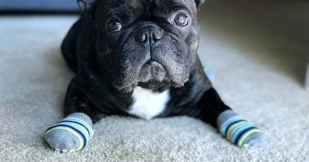 Best Dog Socks