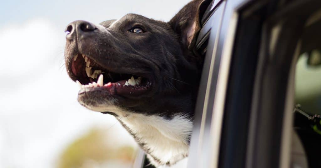 Dog Car Harnesses