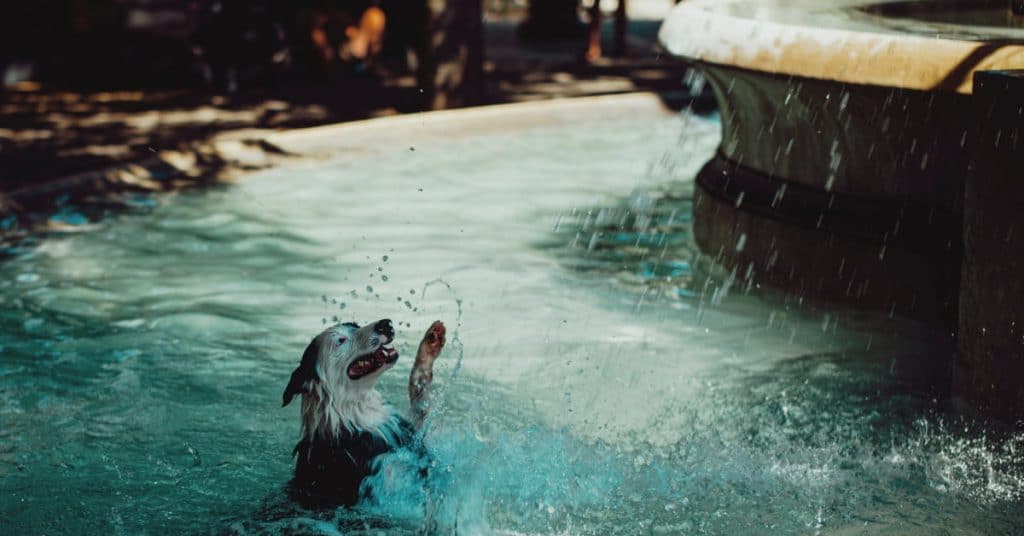 Best Dog Water Fountains