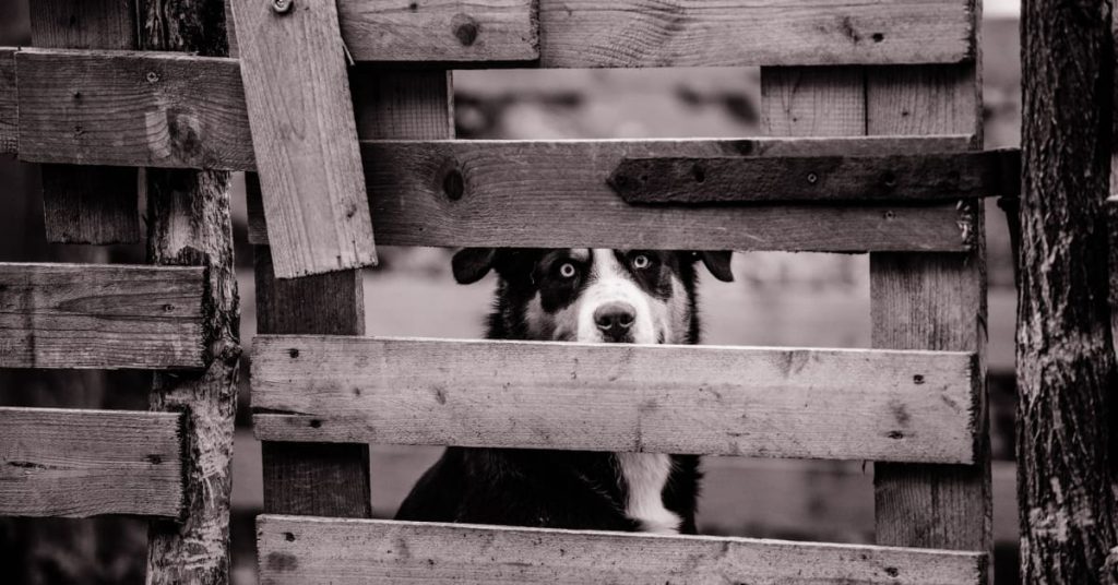 dog-wireless_fence