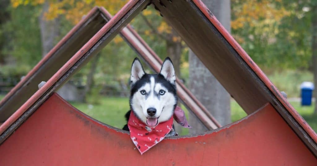 Best Outdoor Dog Houses