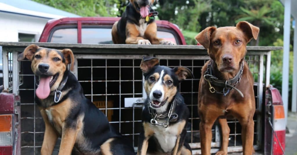 Best Outdoor Dog Kennel