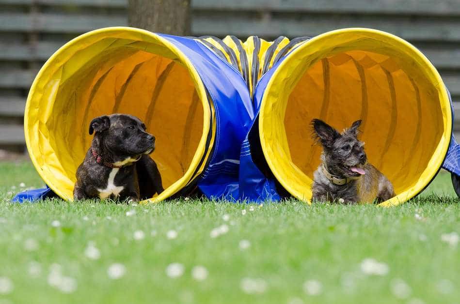 Best Dog Agility Tunnel