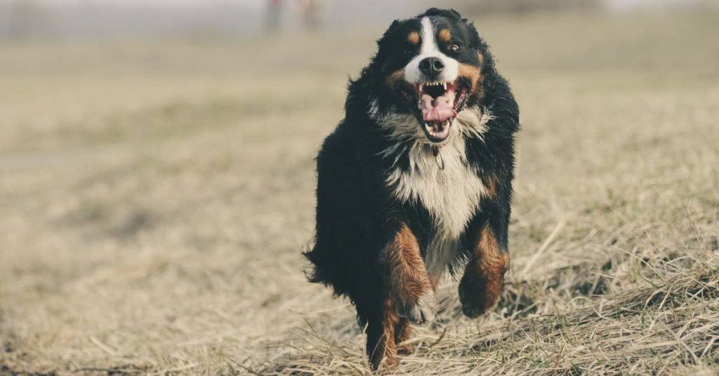 How To Choose Cheap but Good Dog Insurance