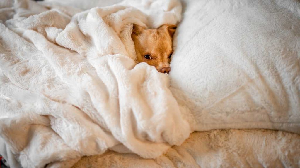 Best Dog Blankets