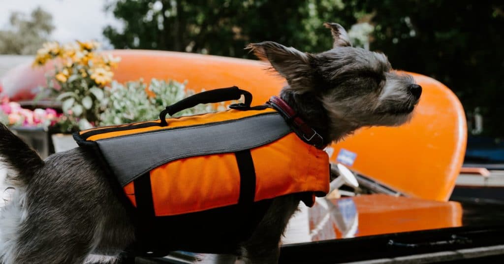 Best Dog Life Jackets