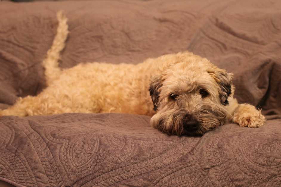 Best Dog Sofas