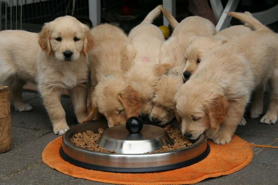 Best Dry Puppy Food