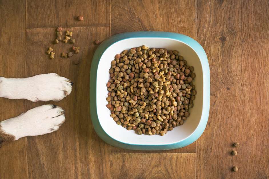 Best Grain Free Dog Food