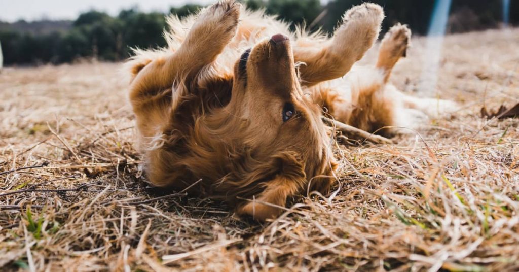 If Humans Can Catch Fleas From Dogs?