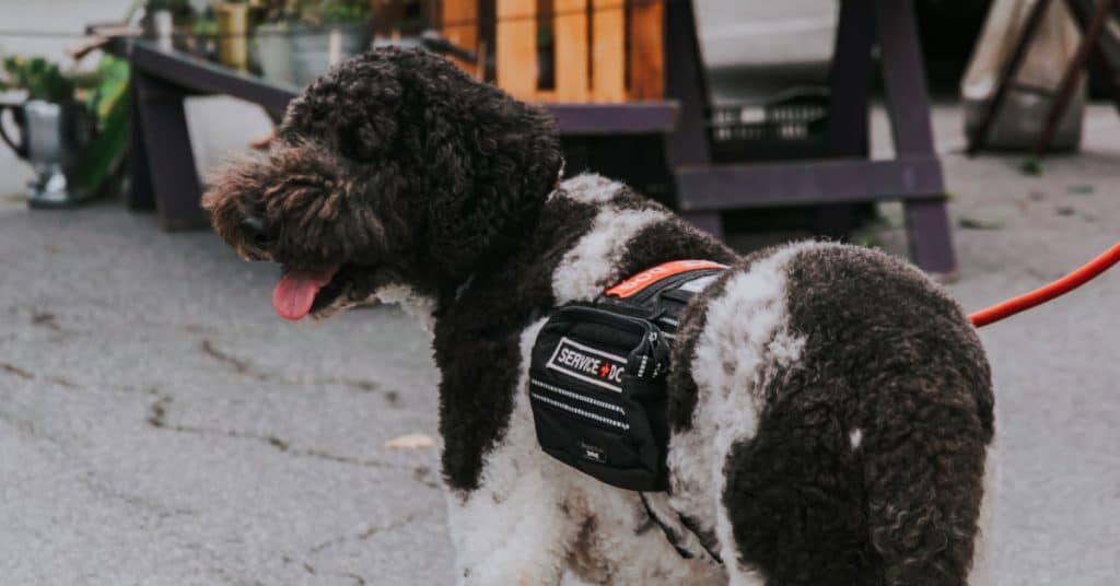 Best Service Dog Vests