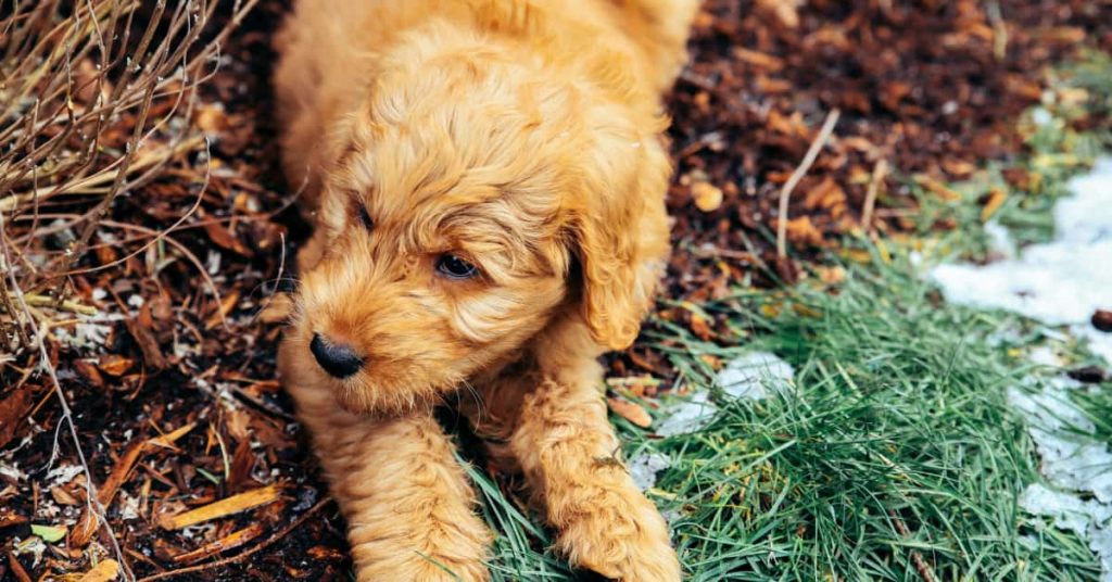 Goldendoodles not shed