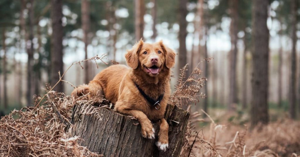 How to Celebrate National Pet Day Off